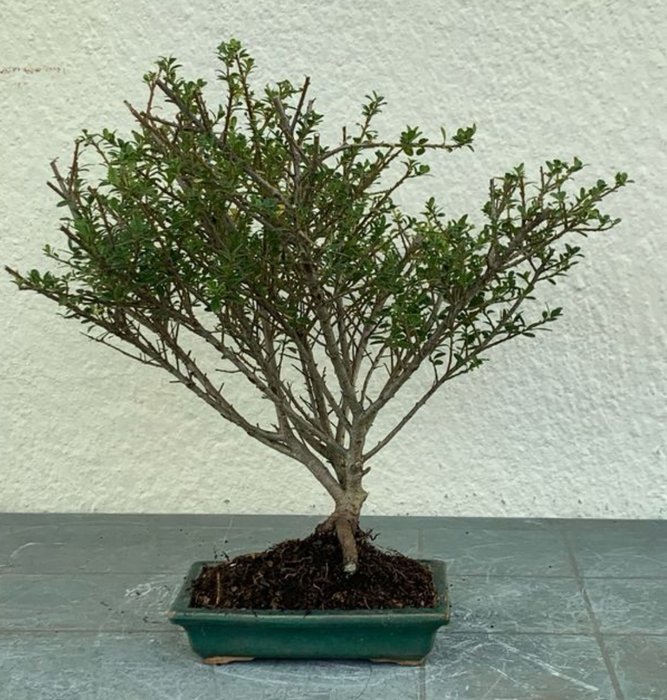 Japanese holly bonsai (Ilex crenata) - Højde (Træ): 43 cm - Dybde (Træ): 43 cm - Japan