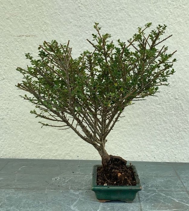 Japanese holly bonsai (Ilex crenata) - Højde (Træ): 43 cm - Dybde (Træ): 43 cm - Japan