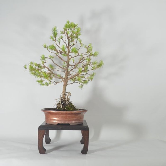 Fyrretræs bonsai (Pinus) - Højde (Træ): 44 cm - Dybde (Træ): 37 cm - Spanien