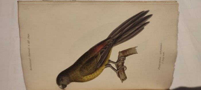 W.Phillips - The Zoological Journal - 1824-1830