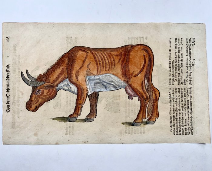 Conrad Gesner [1516-1565], Konrad Gessner - Cow, Ox, folio with 4 hand coloured woodcuts - 1669