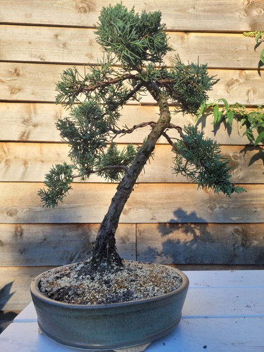 Enebærtræs bonsai (Juniperus) - Højde (Træ): 36 cm - Dybde (Træ): 31 cm - Japan