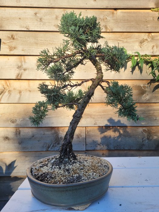 Enebærtræs bonsai (Juniperus) - Højde (Træ): 36 cm - Dybde (Træ): 31 cm - Japan