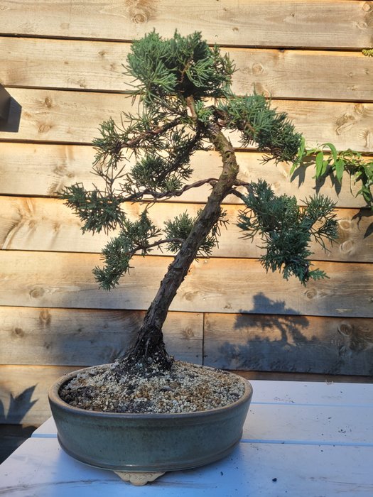 Enebærtræs bonsai (Juniperus) - Højde (Træ): 36 cm - Dybde (Træ): 31 cm - Japan