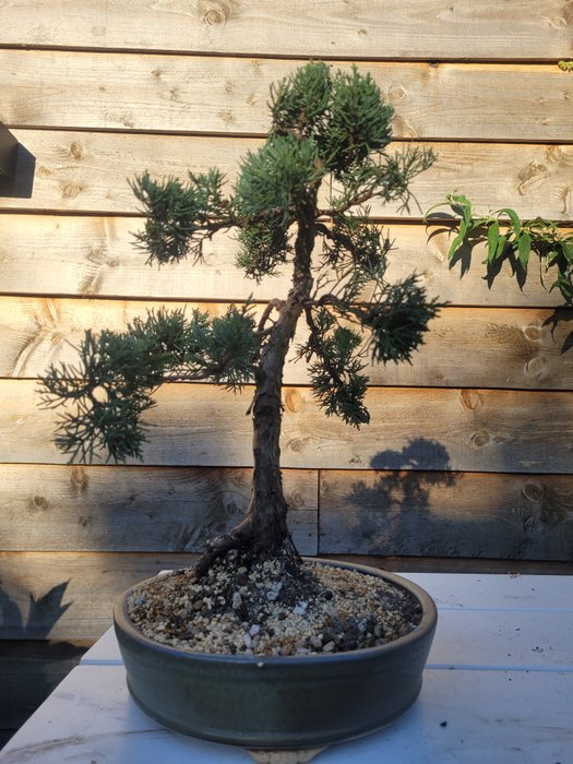 Enebærtræs bonsai (Juniperus) - Højde (Træ): 36 cm - Dybde (Træ): 31 cm - Japan