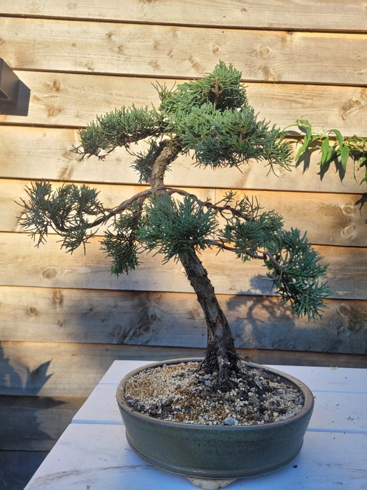 Enebærtræs bonsai (Juniperus) - Højde (Træ): 36 cm - Dybde (Træ): 31 cm - Japan