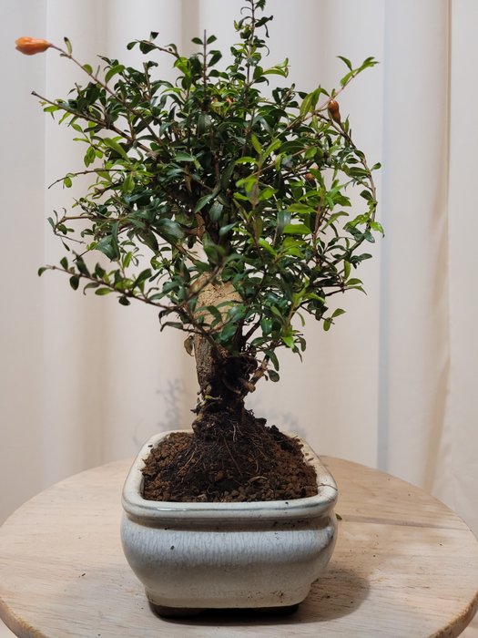 Dværg granatæbletræs bonsai (Punica granatum) - Højde (Træ): 23 cm - Dybde (Træ): 20 cm - Japan