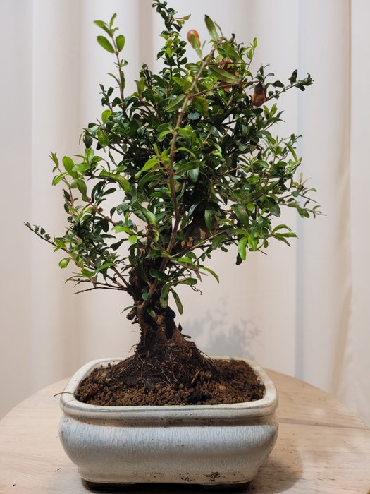 Dværg granatæbletræs bonsai (Punica granatum) - Højde (Træ): 23 cm - Dybde (Træ): 20 cm - Japan