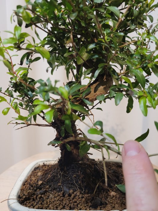 Dværg granatæbletræs bonsai (Punica granatum) - Højde (Træ): 23 cm - Dybde (Træ): 20 cm - Japan