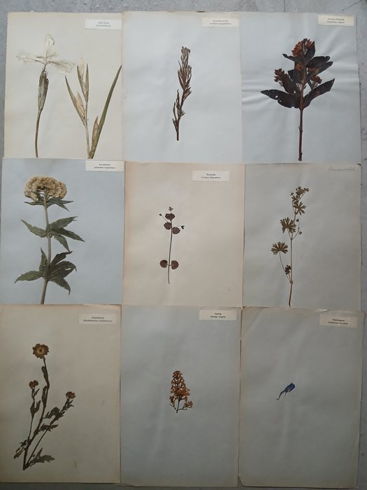 K. Siderius - K. Siderius - Herbarium - 1915