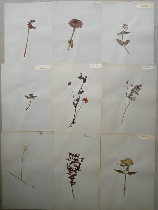 K. Siderius - K. Siderius - Herbarium - 1915