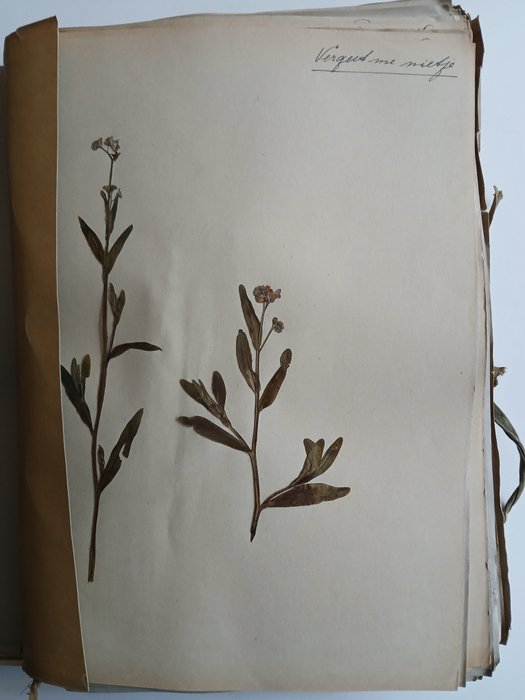 K. Siderius - K. Siderius - Herbarium - 1915