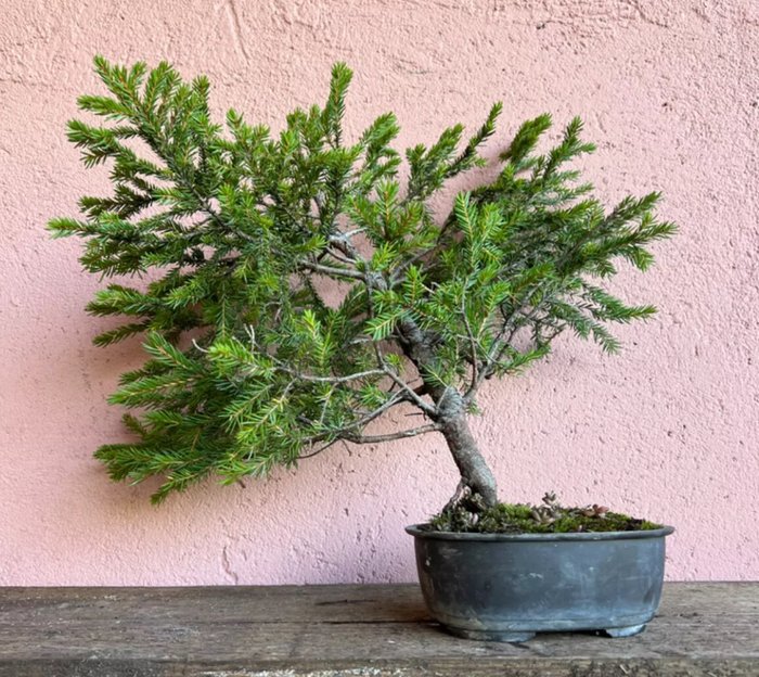 Grantræs bonsai (Picea) - Højde (Træ): 37 cm - Dybde (Træ): 44 cm - Japan