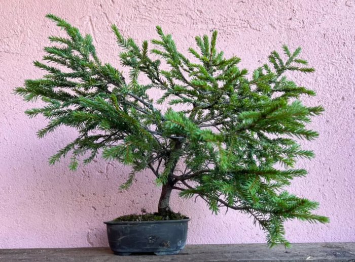 Grantræs bonsai (Picea) - Højde (Træ): 37 cm - Dybde (Træ): 44 cm - Japan