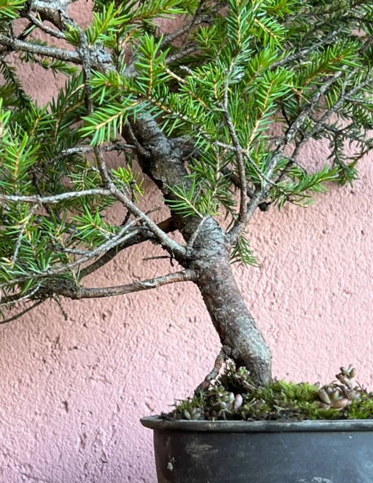 Grantræs bonsai (Picea) - Højde (Træ): 37 cm - Dybde (Træ): 44 cm - Japan