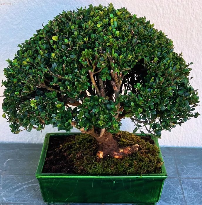 Japanese holly bonsai (Ilex crenata) - Højde (Træ): 40 cm - Dybde (Træ): 43 cm - Japan