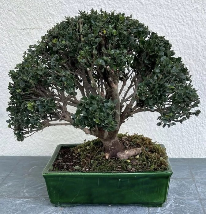 Japanese holly bonsai (Ilex crenata) - Højde (Træ): 40 cm - Dybde (Træ): 43 cm - Japan