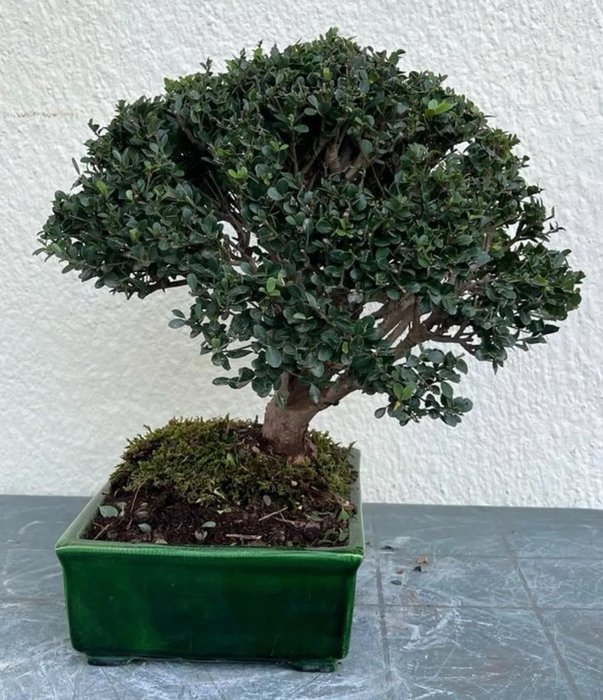 Japanese holly bonsai (Ilex crenata) - Højde (Træ): 40 cm - Dybde (Træ): 43 cm - Japan