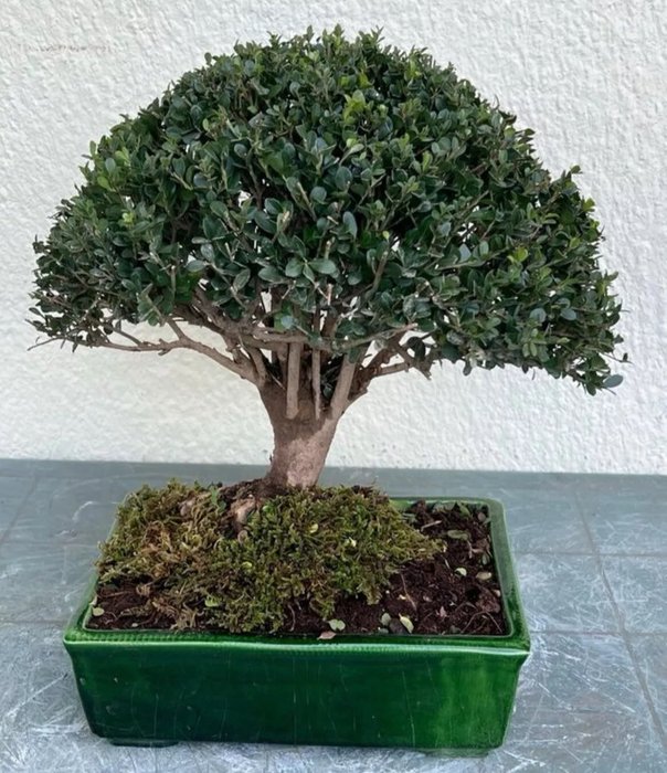 Japanese holly bonsai (Ilex crenata) - Højde (Træ): 40 cm - Dybde (Træ): 43 cm - Japan