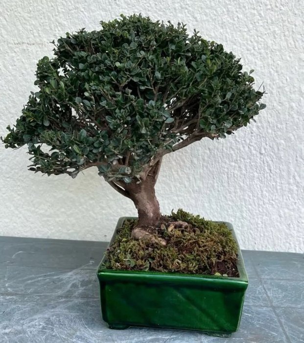 Japanese holly bonsai (Ilex crenata) - Højde (Træ): 40 cm - Dybde (Træ): 43 cm - Japan