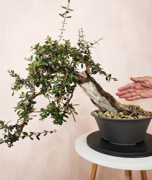 Oliven bonsai (Olea europaea) - Højde (Træ): 56 cm - Dybde (Træ): 69 cm - Italien