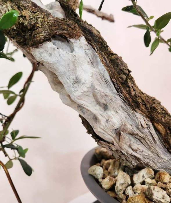 Oliven bonsai (Olea europaea) - Højde (Træ): 56 cm - Dybde (Træ): 69 cm - Italien