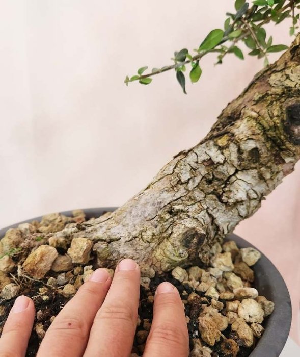 Oliven bonsai (Olea europaea) - Højde (Træ): 56 cm - Dybde (Træ): 69 cm - Italien