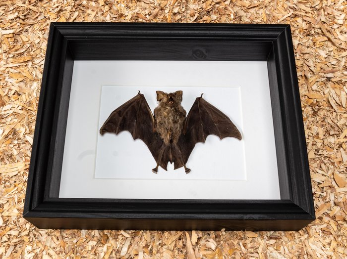 Flagermus Taksidermi fuld kropsmontering - Hipposideros madurae - 23.5 cm - 28.5 cm - 6 cm