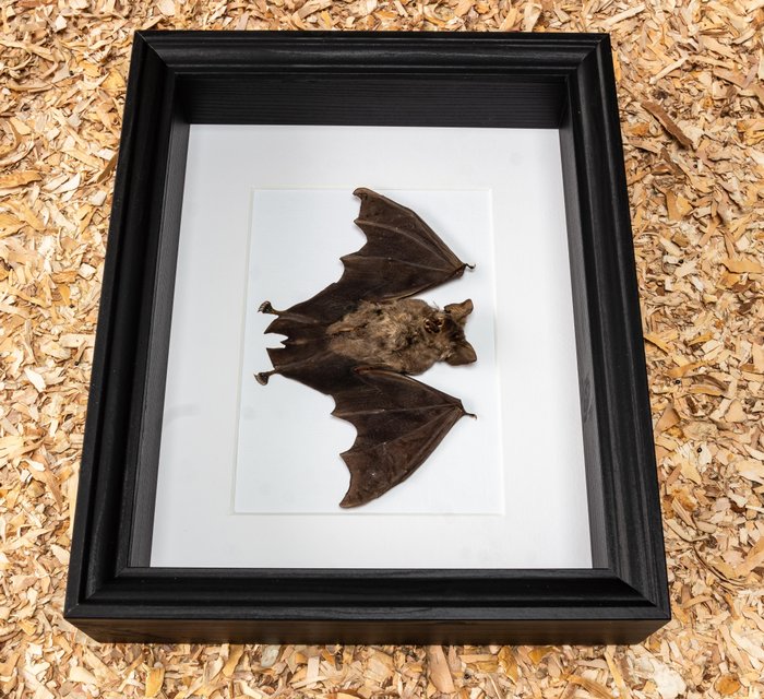 Flagermus Taksidermi fuld kropsmontering - Hipposideros madurae - 23.5 cm - 28.5 cm - 6 cm