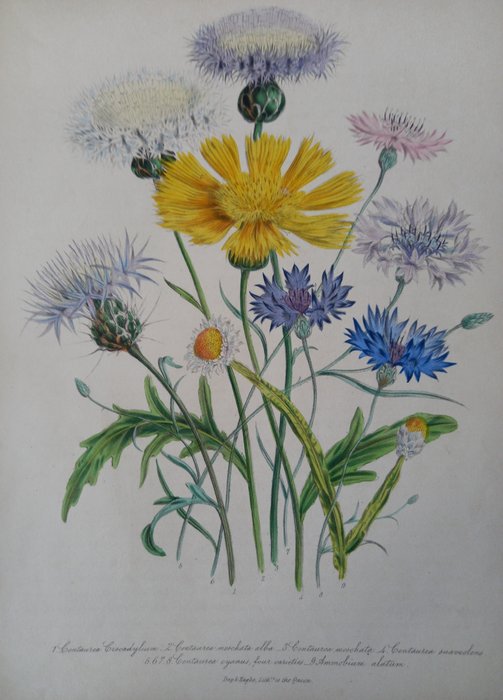 Jane Webb Loudon - The Ladies Flower-Garden of Ornamental Annuals - 1841