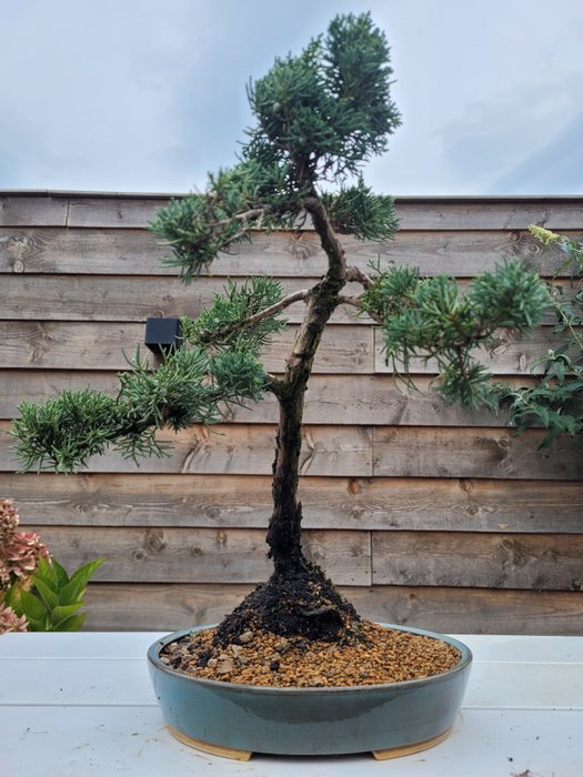 Enebærtræs bonsai (Juniperus) - Højde (Træ): 38 cm - Dybde (Træ): 32 cm - Japan