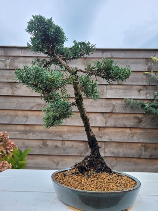 Enebærtræs bonsai (Juniperus) - Højde (Træ): 38 cm - Dybde (Træ): 32 cm - Japan