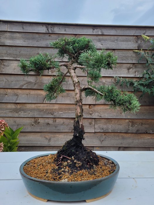 Enebærtræs bonsai (Juniperus) - Højde (Træ): 38 cm - Dybde (Træ): 32 cm - Japan