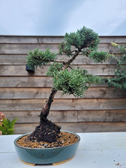 Enebærtræs bonsai (Juniperus) - Højde (Træ): 38 cm - Dybde (Træ): 32 cm - Japan