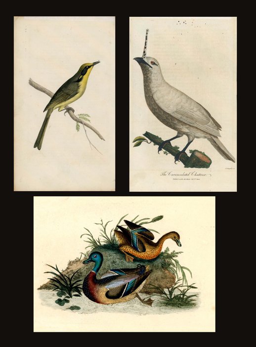 Swainsson/Barraband/Donovan: 3 hand-coloured copper engravings from various works (1798-1820) - 1798