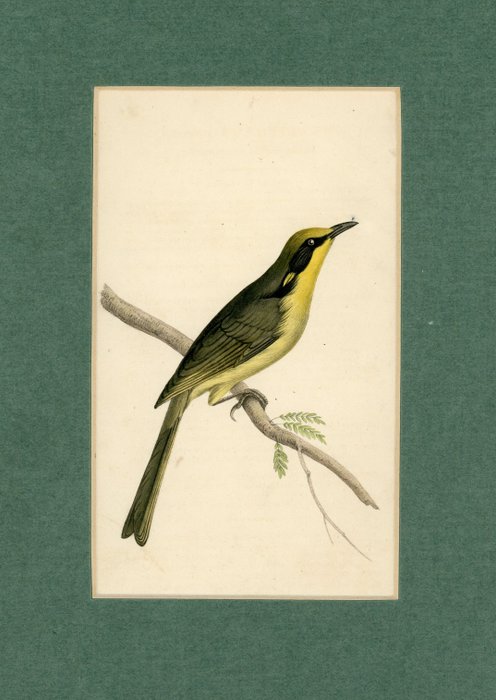 Swainsson/Barraband/Donovan: 3 hand-coloured copper engravings from various works (1798-1820) - 1798