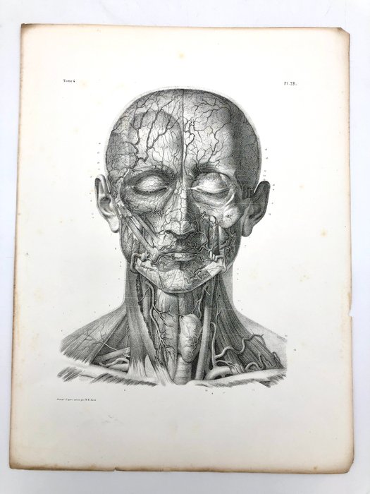 Undervisningsmaterialer - Nicolas-Henri Jacob  Jean Baptiste Marc Bourgery - traité d'anatomie de l'homme 1881 - Papir - 1850-1900