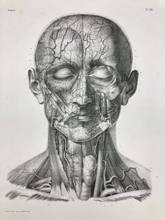 Undervisningsmaterialer - Nicolas-Henri Jacob  Jean Baptiste Marc Bourgery - traité d'anatomie de l'homme 1881 - Papir - 1850-1900