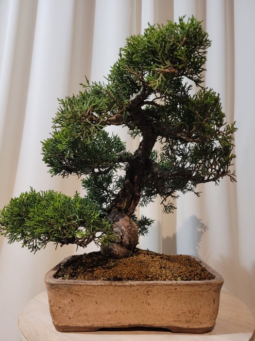 juniperus chinensis itoigawa bonsai - Højde (Træ): 31 cm - Dybde (Træ): 34 cm - Japan