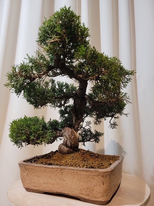 juniperus chinensis itoigawa bonsai - Højde (Træ): 31 cm - Dybde (Træ): 34 cm - Japan