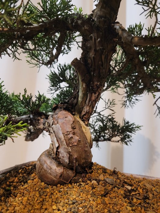 juniperus chinensis itoigawa bonsai - Højde (Træ): 31 cm - Dybde (Træ): 34 cm - Japan