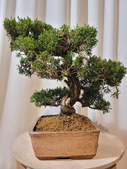 juniperus chinensis itoigawa bonsai - Højde (Træ): 31 cm - Dybde (Træ): 34 cm - Japan