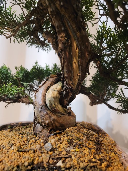 juniperus chinensis itoigawa bonsai - Højde (Træ): 31 cm - Dybde (Træ): 34 cm - Japan