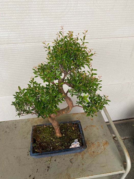 Syzygium - Højde (Træ): 55 cm - Dybde (Træ): 40 cm - Belgien