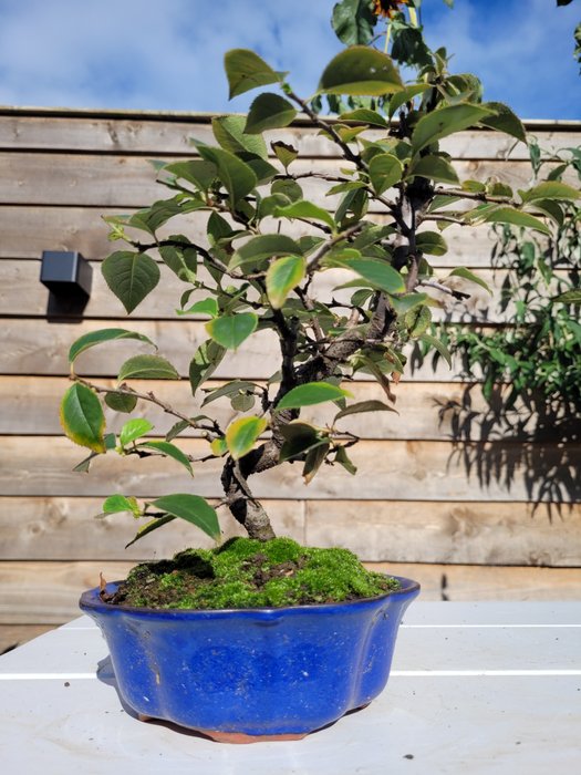 Pseudocydonia sinensis bonsai i bonsai skål - Højde (Træ): 25 cm - Dybde (Træ): 20 cm - Holland