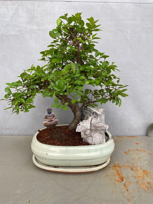 Japansk elmetræs bonsai (Zelkova) - Højde (Træ): 35 cm - Dybde (Træ): 30 cm - Belgien