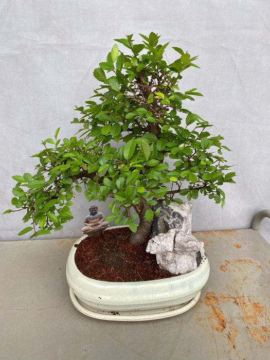 Japansk elmetræs bonsai (Zelkova) - Højde (Træ): 35 cm - Dybde (Træ): 30 cm - Belgien