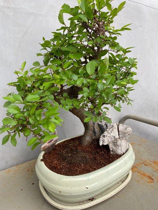 Japansk elmetræs bonsai (Zelkova) - Højde (Træ): 35 cm - Dybde (Træ): 30 cm - Belgien