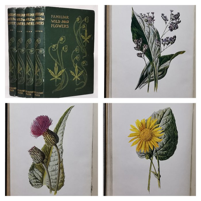 F. Edward Hulme - Familiar Wild Flowers (with 160 Colour Plates) - 1902