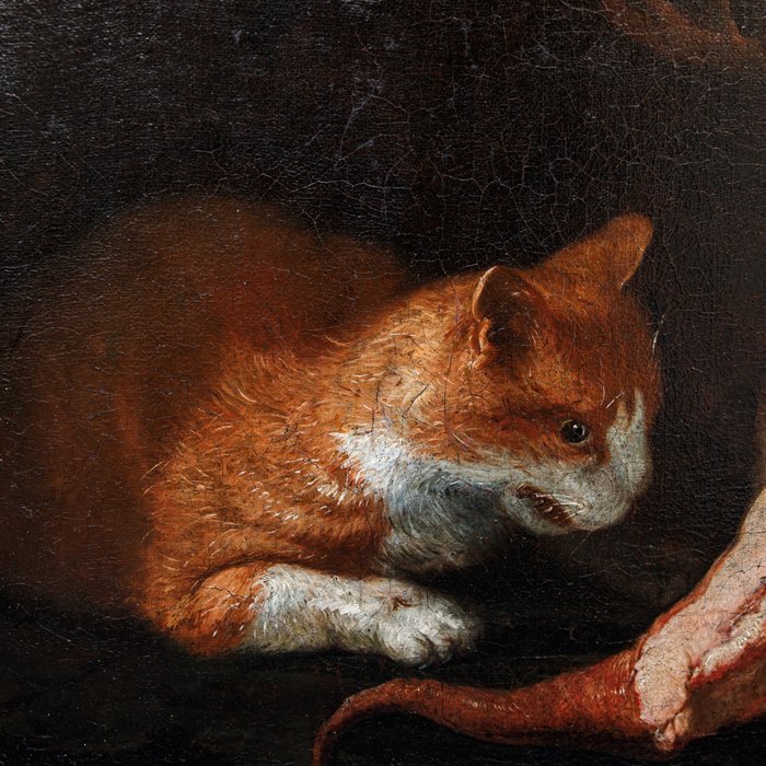 Scuola italiana (XVII) - Gatto con natura morta